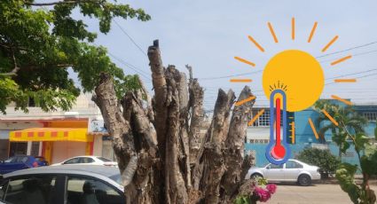 En ola de calor, ayuntamiento de Coatzacoalcos manda a cortar árboles