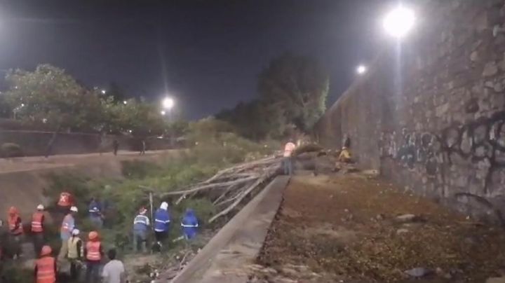 Talan árboles de madrugada en el Malecón, en plena ola de calor