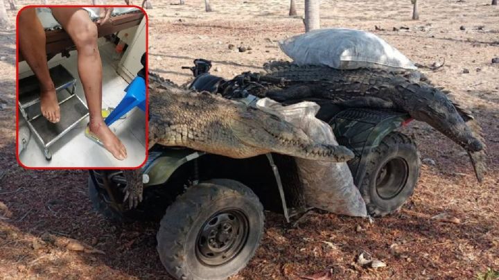 Cocodrilo ataca a pescador en Guerrero; habitantes cazan a los reptiles