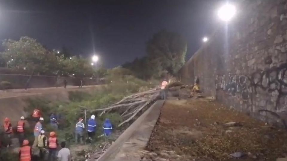 Árboles en Malecón del Río son talados, pese a la necesidad de más áreas verdes