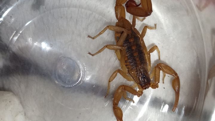 El ataque de los alacranes: reportan 200 picaduras al día en Guanajuato