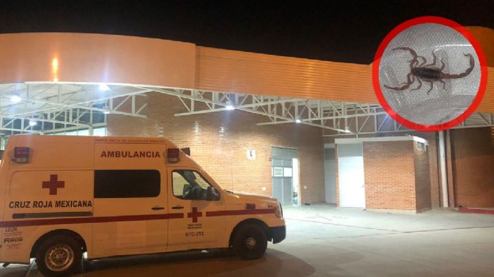 Esta es la atención que se brinda en la Cruz Roja en León si te pica un alacrán