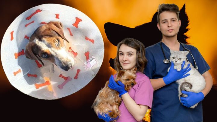 Lanzan campaña en favor de "callejeritos" en Real del Monte; son más de 500 perros y gatos