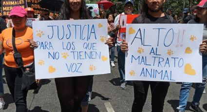 Marcha por los animales: exigen alto al maltrato animal en CDMX