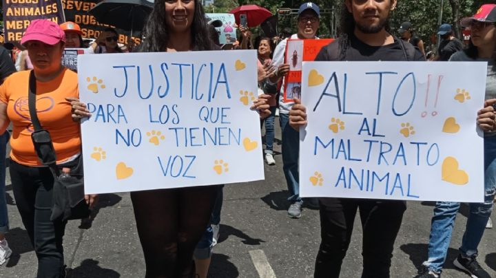 Marcha por los animales: exigen alto al maltrato animal en CDMX