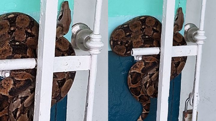 VIDEO | Boa Constrictor sorprende a habitantes de fraccionamiento en Veracruz