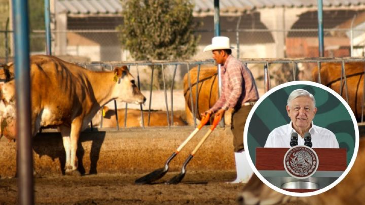 Exponen a AMLO competencia desleal extranjera contra ganaderos de Veracruz