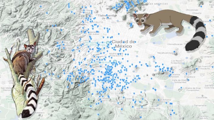 El cacomixtle aumenta presencia en CDMX y ya se mete a las casas
