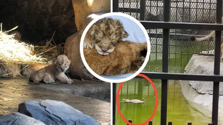 ¿Murió ahogado cachorro de león en Orizaba? Esto dicen autoridades