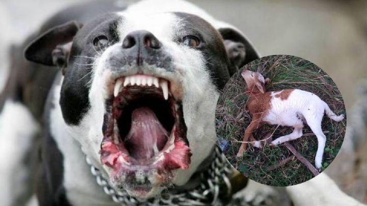 Denuncian a dueño de pitbulls, tras muerte de 20 borregos en Coatzacoalcos