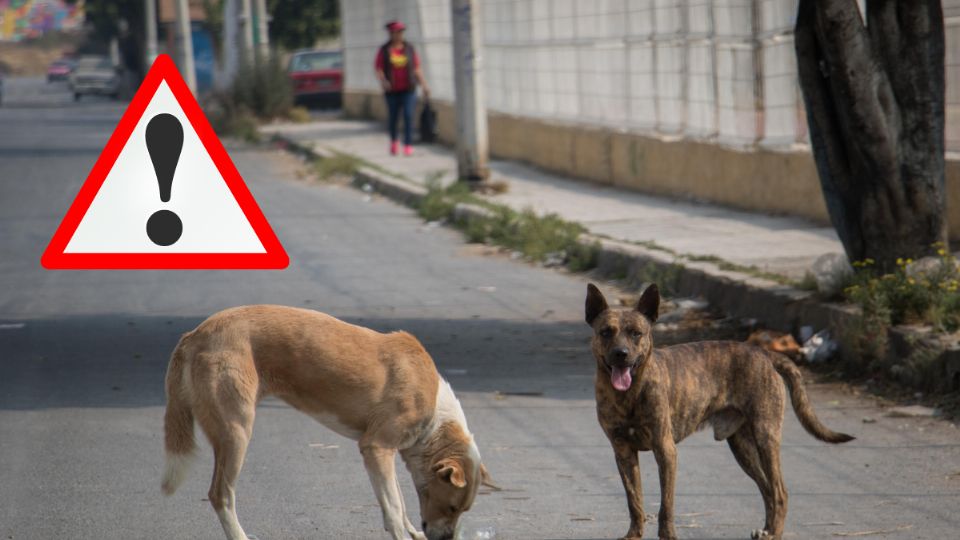 Denuncian envenenamiento de perros y gatos en San Andrés Tuxtla, Veracruz