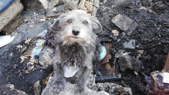 Contra crueldad animal, diputada propone más años de cárcel y multas