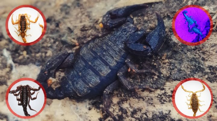 Detectan 20 especies de alacranes en Guanajuato