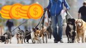 Foto ilustrativa de la nota titulada: ¿Ya es legal trabajar como paseador de perros? Eso se sabe