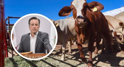 SENASICA  "anida la corrupción" de ganadería en Veracruz: Cuitláhuac