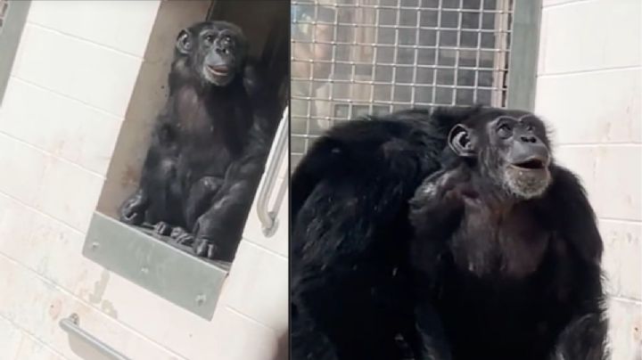 Chimpancé de laboratorio es liberado en santuario y así reaccionó al ver el cielo