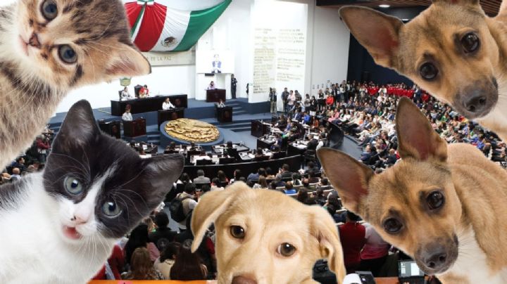 Por esto es necesario que animales ya no sean bienes muebles ante la ley