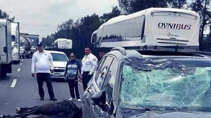 Atropellan a un caballo que cabalgaba en carriles de la México Querétaro 