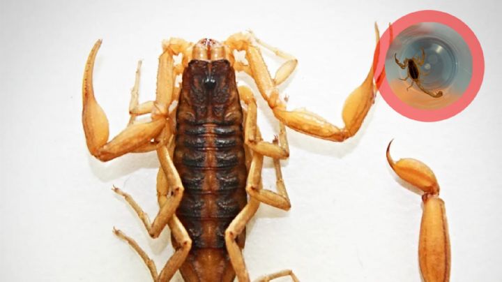 Taquicardia, dolor y vómito: Este es el alacrán que pica en León