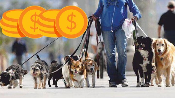 ¿Amas a los perritos? Esta chamba de 2,000,000 de pesos es para ti