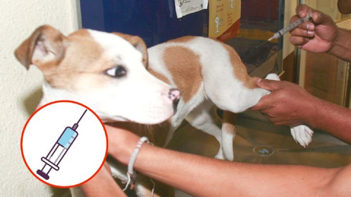 ¿Dónde puedes vacunar GRATIS contra la rabia a tu mascota? Aquí te decimos cuándo y cómo