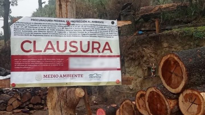 Detienen a 3 por tala clandestina en la alcaldía Tlalpan