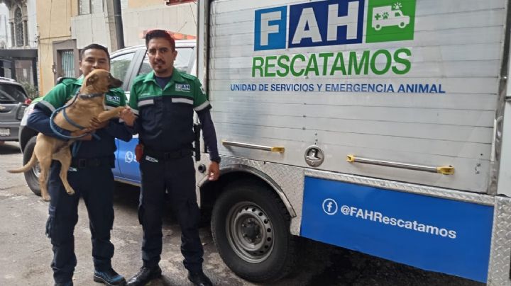 La ambulancia para mascotas que da atención gratuita en la CDMX