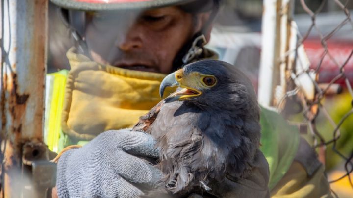 Rarezas de animales han sido rescatados en Atizapán de Zaragoza, entre ellos un zorro