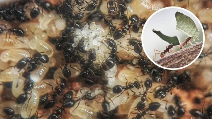 Así es como las hormigas nos avisan que ahí viene la lluvia