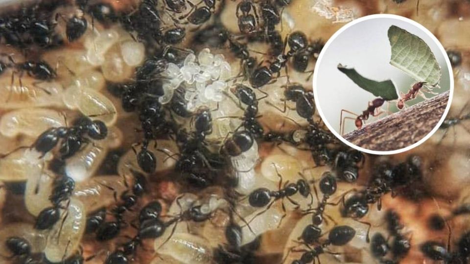 Las hormigas han sido observadas como indicadoras del clima.