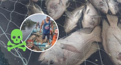 Ecocidio: reportan mortandad de peces en granjas acuícolas de Chachalacas