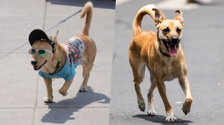 Tercera Ola de Calor: ¿Cómo saber si es buen momento para pasear a tu perro?