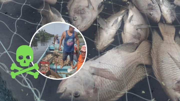 Ecocidio: reportan mortandad de peces en granjas acuícolas de Chachalacas