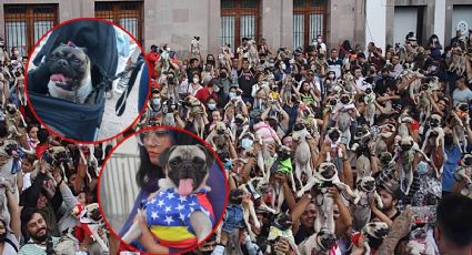 FOTOS | ¡Pugs invaden Querétaro!, celebran el sexto encuentro PugManíaco