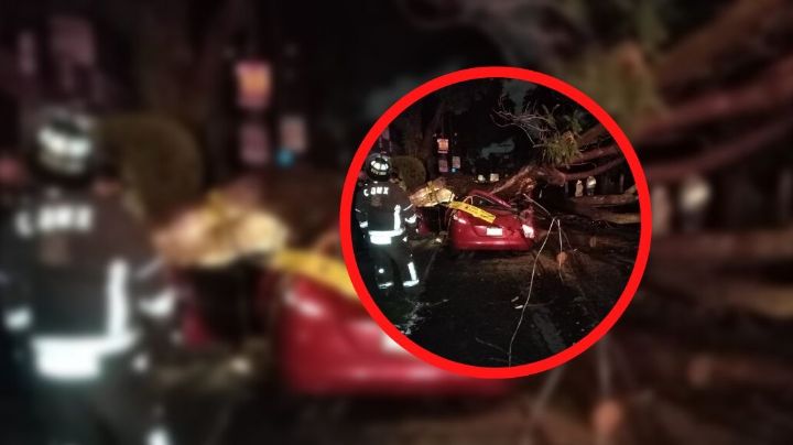 Árbol cae sobre automóvil y deja una persona muerta en la colonia Narvarte