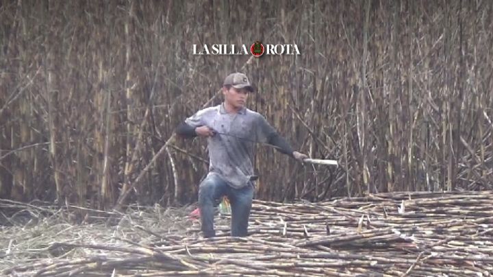 Tren Maya | Jornaleros abandonan campos; cosecha de azúcar va con atraso