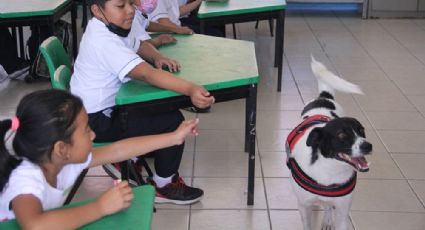 Proyecto Lazarito: alumnos de primaria contra la crueldad animal