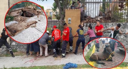 VIDEO | Caballo cae a coladera en Morelos; vecinos se organizan y lo rescatan