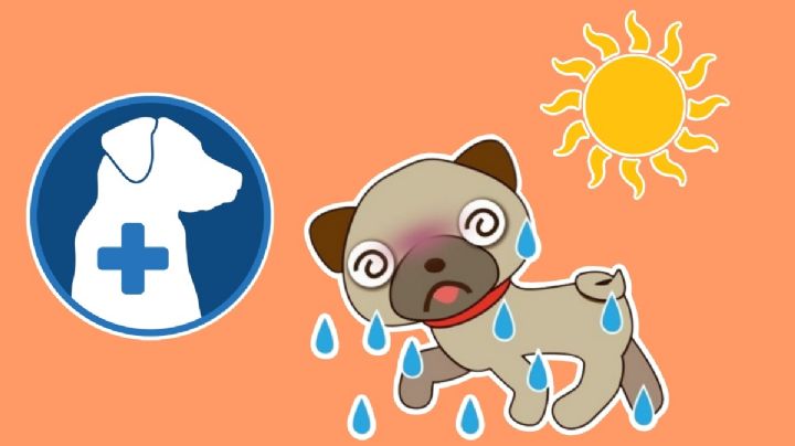 ¿Qué hacer si a mi perro le da un golpe de calor?