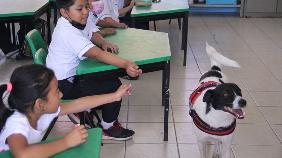 Alumnos de la primaria pública “18 de Marzo”, en Kanasín, Yucatán, buscan erradicar el maltrato animal; organizan campañas de esterilización a bajo costo y buscan dar en adopción a perritos que viven en las calles