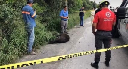 Hallan a oso muerto en carretera, investigan si murió atropellado o por calor