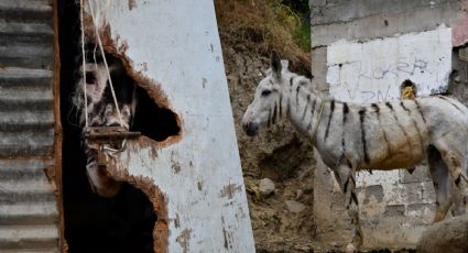 Rescatan en Tijuana 5 “burras-cebra” en cateo por maltrato animal
