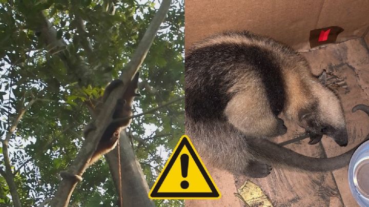 ¿Carne de oso hormiguero en Veracruz? Rescatan ejemplar en cautiverio