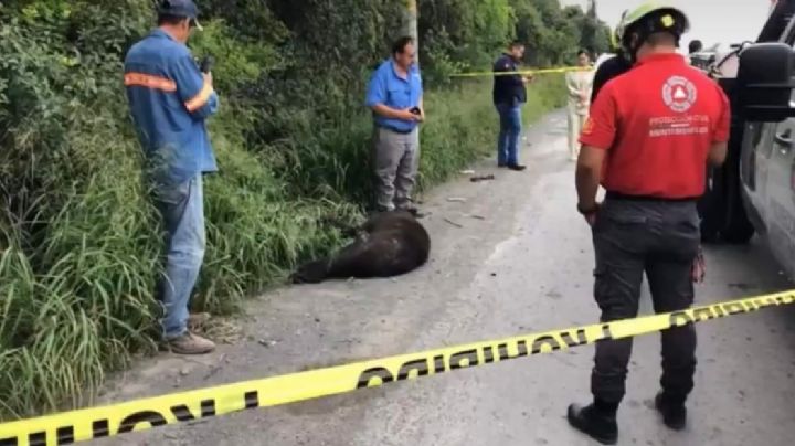 Hallan a oso muerto en carretera, investigan si murió atropellado o por calor