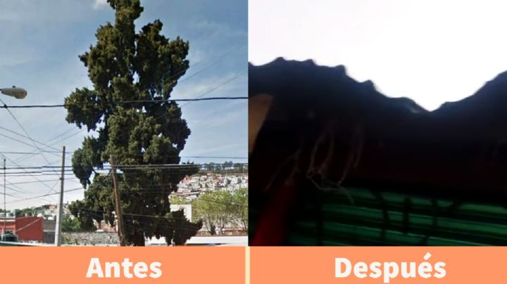 Tiran emblemático árbol en mercado de Pachuca; tenía más de 50 años