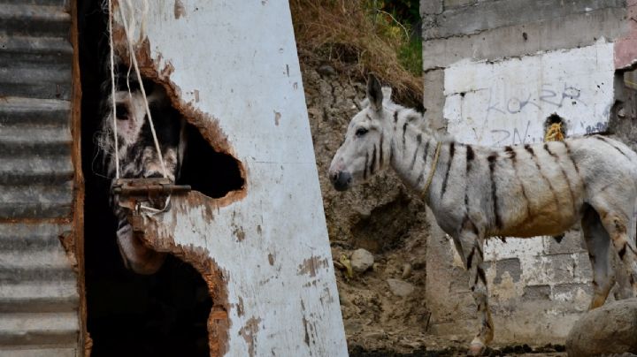 Rescatan en Tijuana 5 “burras-cebra” en cateo por maltrato animal