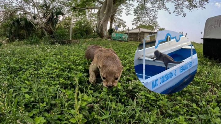¿Qué pasó con Max, la nutria de la Laguna de Mandinga?