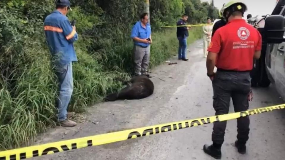 Al revisar al oso, personal de Protección Civil revisó al animal y en apariencia no presentaba huellas de que hubiese sido arrollado, ni tampoco había huellas de frenado de neumáticos cerca del animal