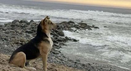 Vaguito, el perro que espera en la playa el regreso de su dueño fallecido