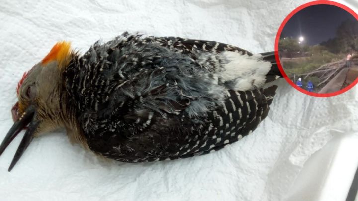 Tala de árboles en Malecón provocó la muerte de pájaros y murciélagos que ahí habitaban